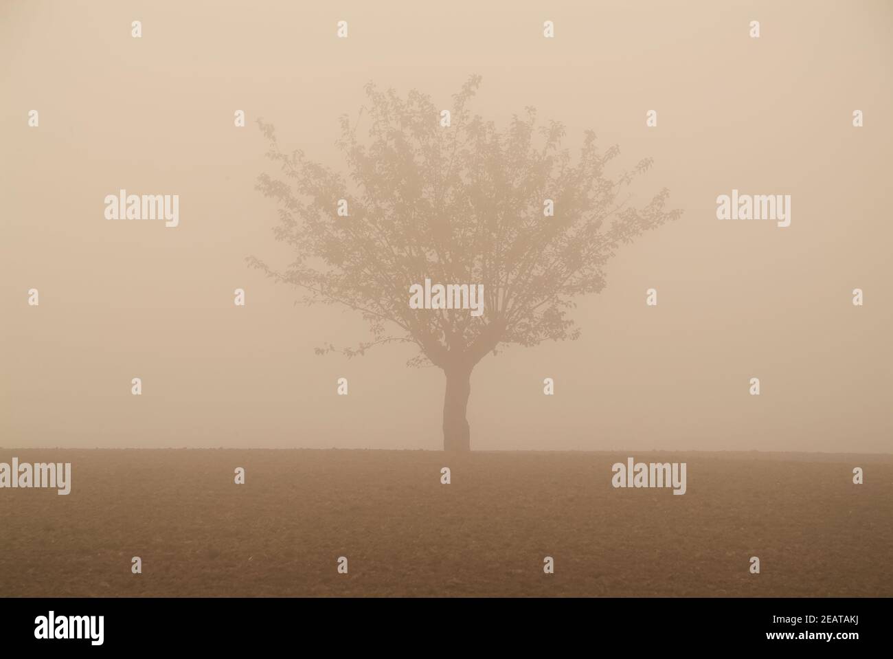 A lonely tree in the winter fog Stock Photo - Alamy