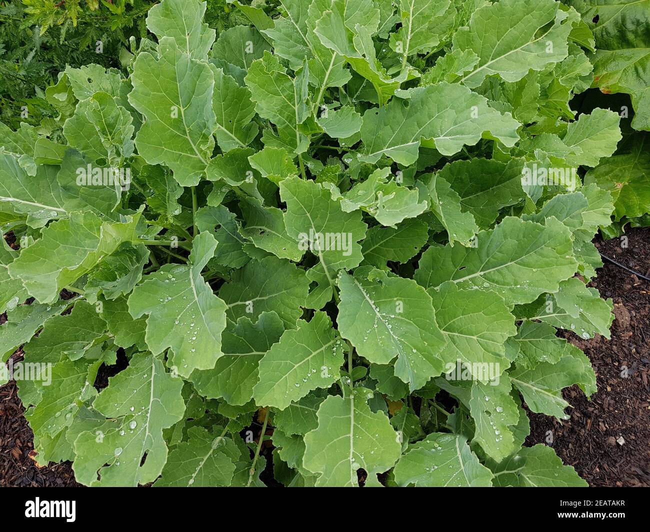 Kohl, ewiger, Brassica oleacea, Aceohala Stock Photo