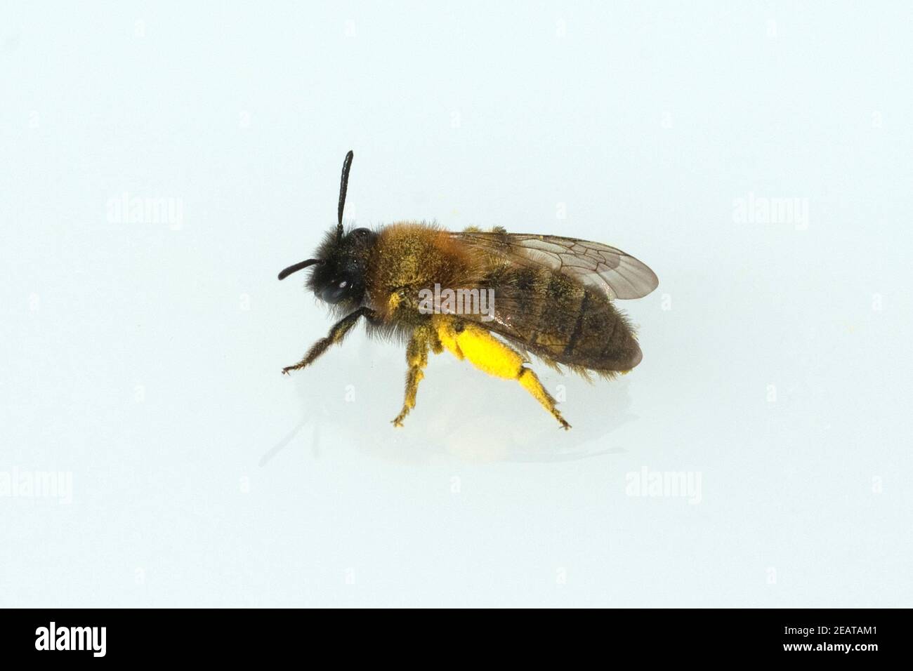 Wildbiene  Biene  Pollenhoeschen Stock Photo