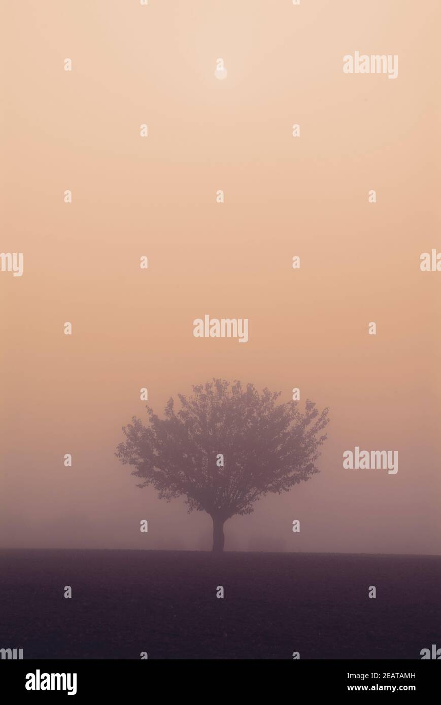 A lonely tree in the winter fog Stock Photo - Alamy