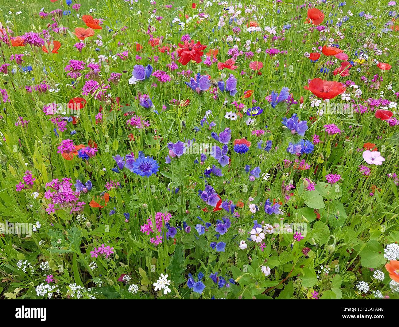 Wildblumenwiese, Blumenwiese, Wiesenblumen Stock Photo