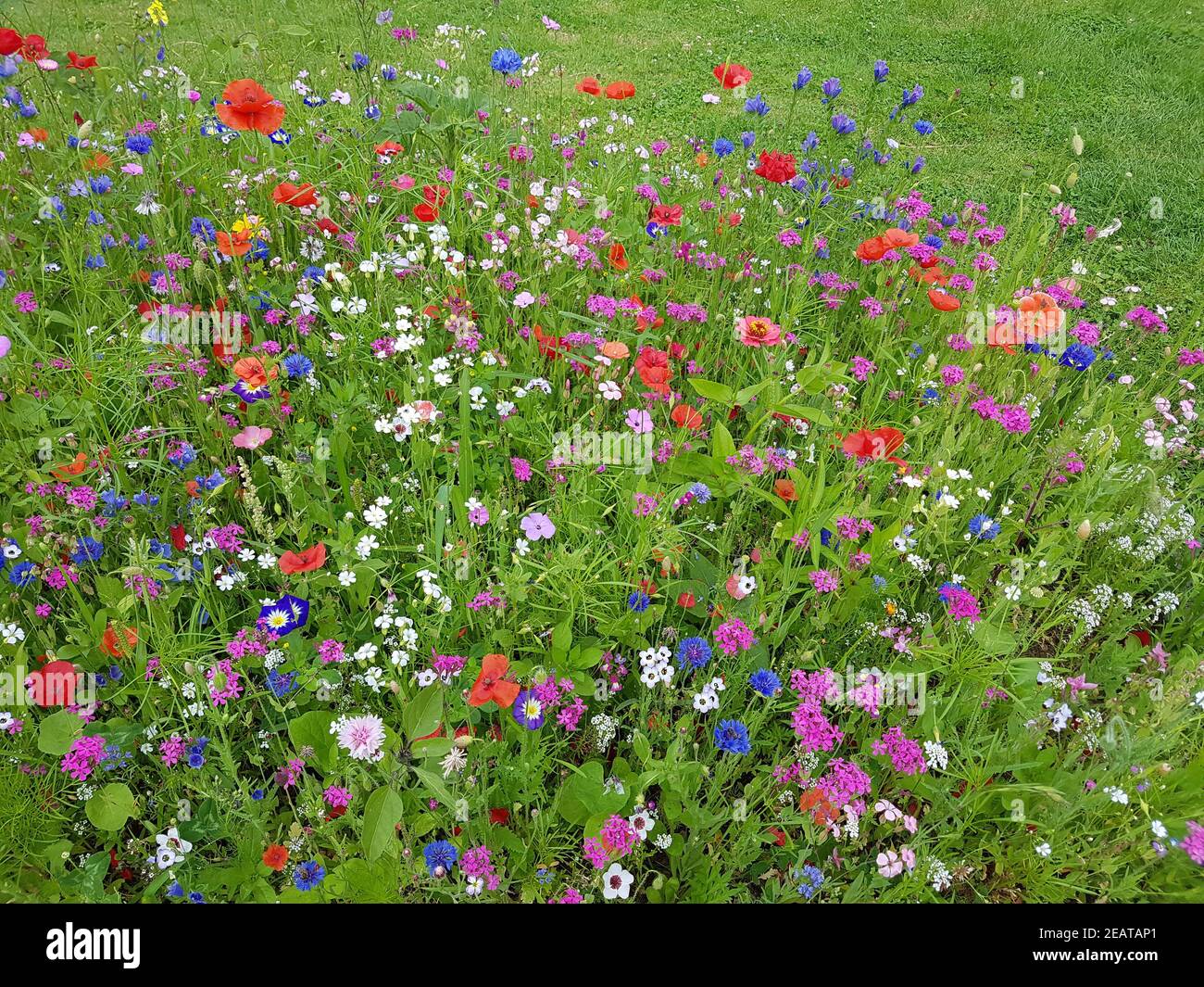 Wildblumenwiese, Blumenwiese, Wiesenblumen Stock Photo