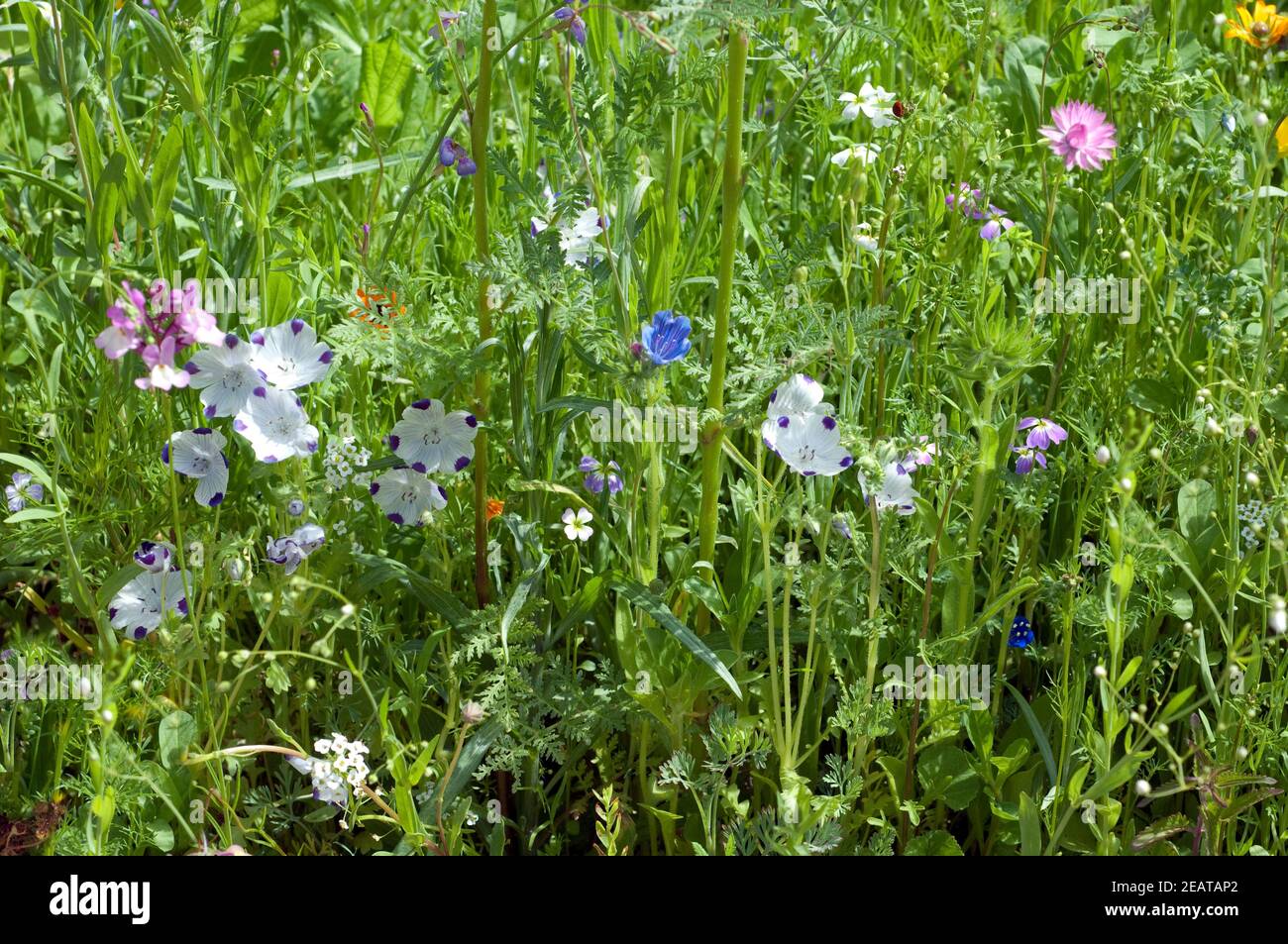 Blumenwiese, Wiesenblumen Stock Photo