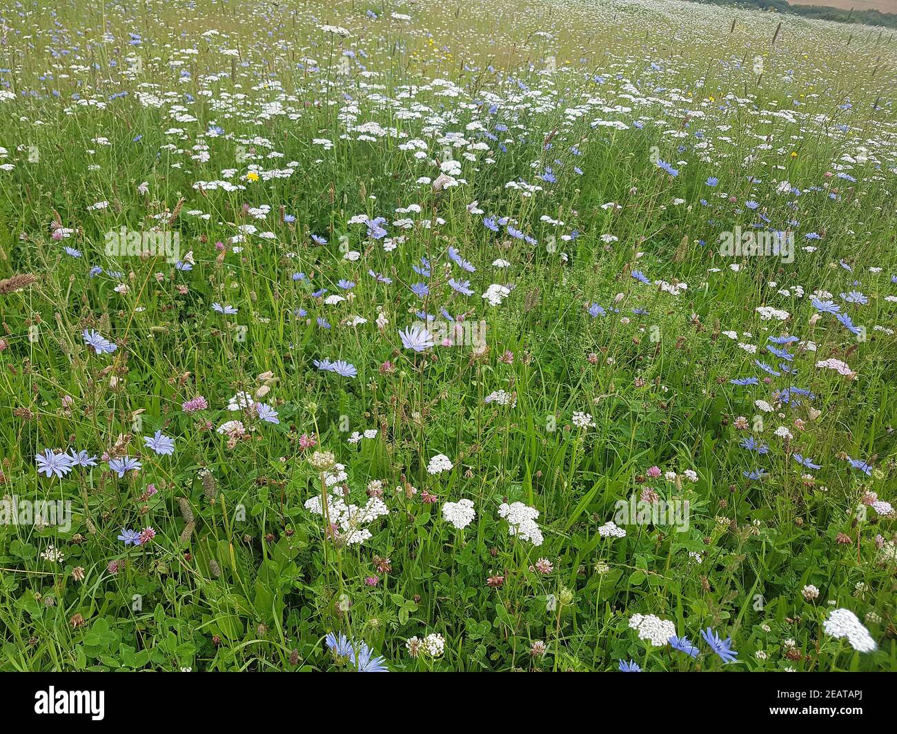 Wildblumenwiese Stock Photo