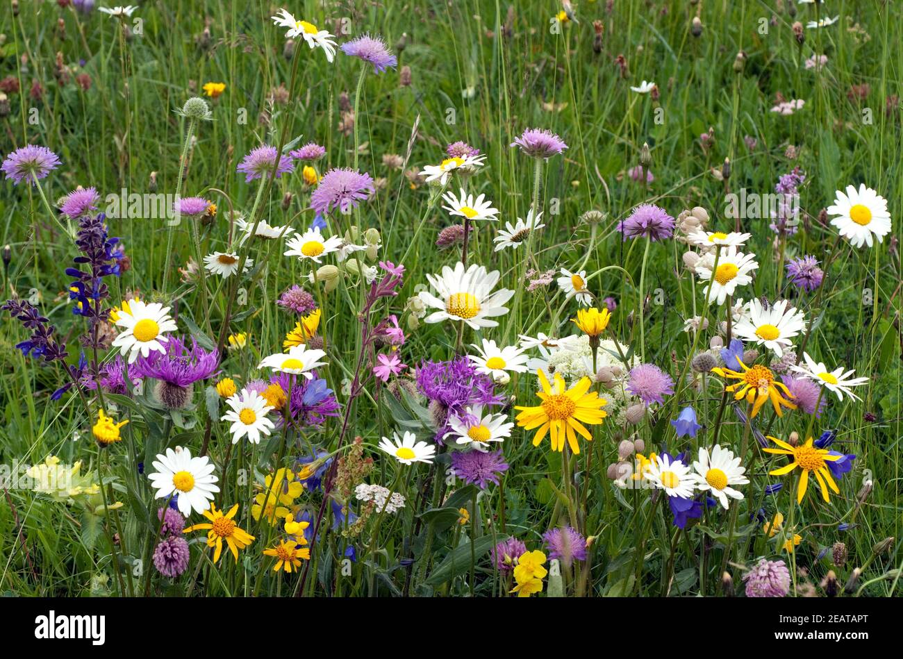 Wildblumenwiese, Blumenwiese Stock Photo