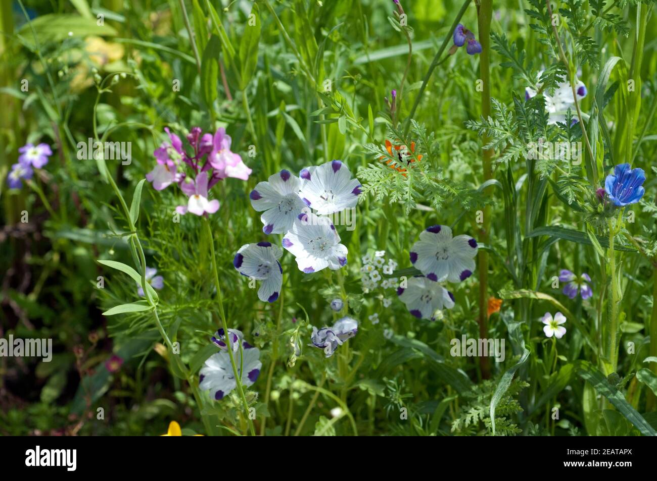 Blumenwiese, Wiesenblumen Stock Photo