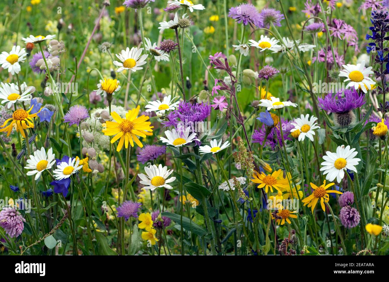 Wildblumenwiese, Blumenwiese Stock Photo