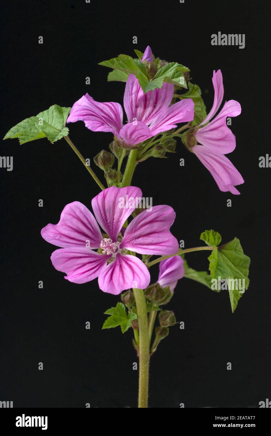 Sylvestris x mauritiania hi-res stock photography and images - Alamy