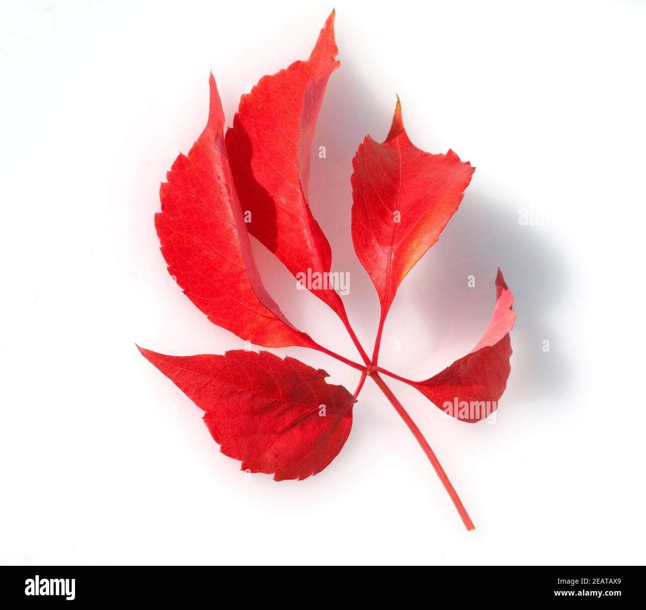 Wilder Wein, Herbst Stock Photo