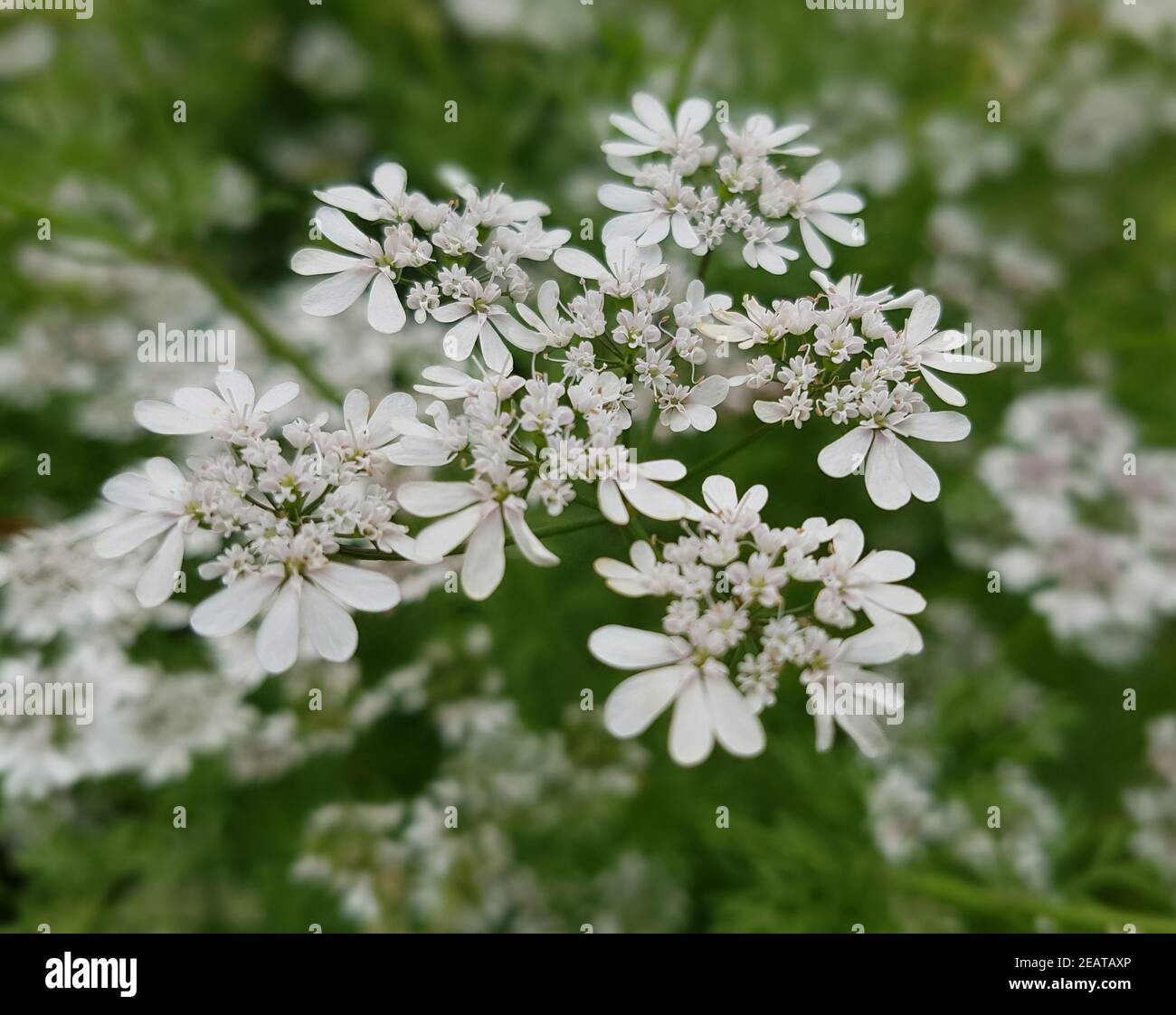 Koriander Coriandrum sativum Blueten Stock Photo Alamy