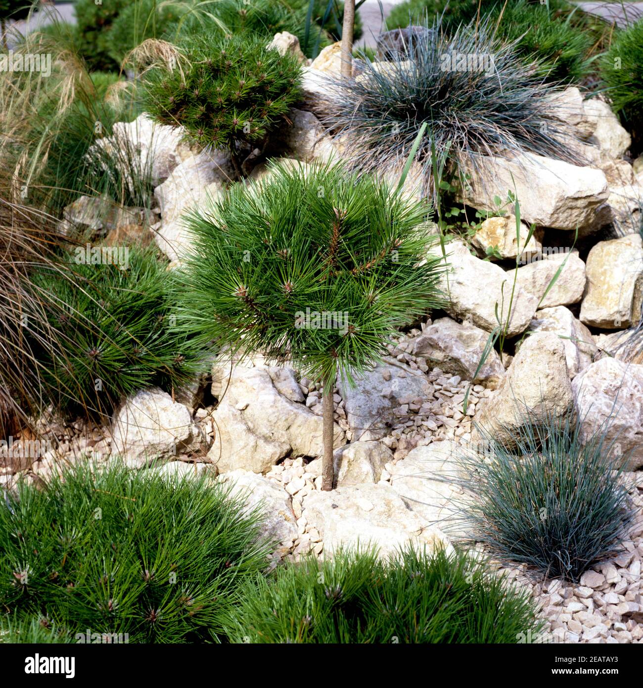Gras hires stock photography and images Alamy