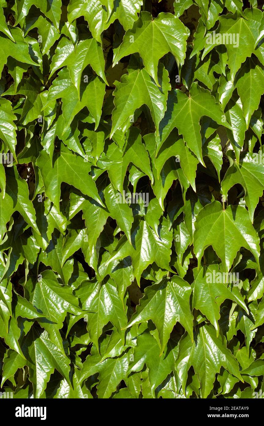 Wilder Wein  Parthenocissus quinquefolia Stock Photo