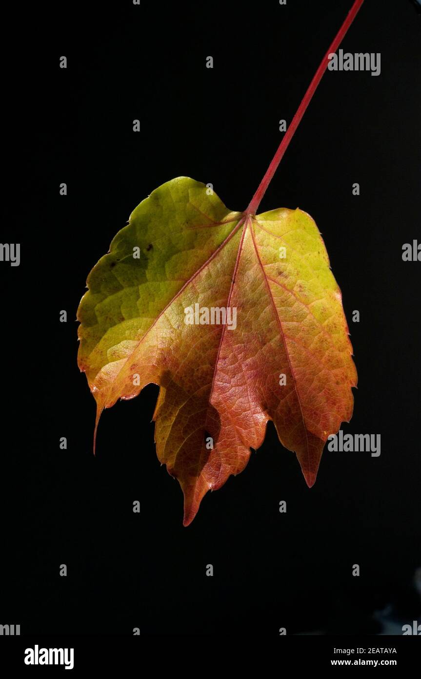 Wilder Wein, Herbst Stock Photo