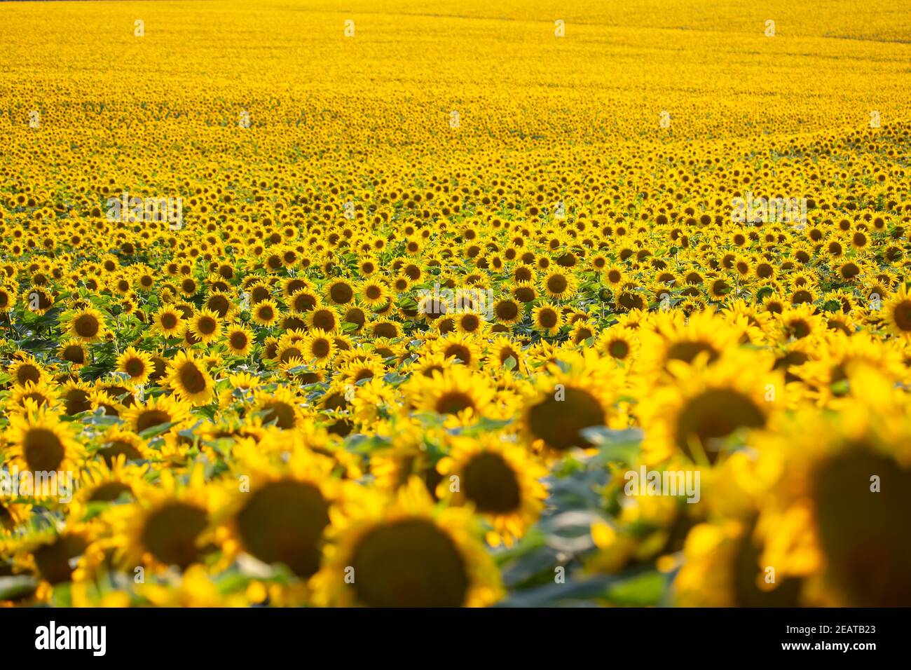 Large field of blooming sunflowers in sunlight. Agronomy, agriculture