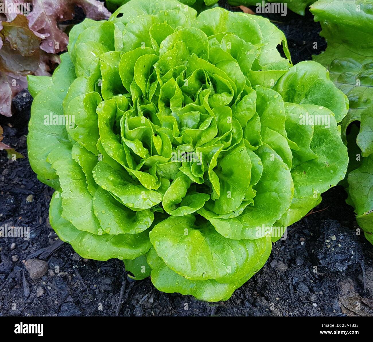 Kopfsalat, Salat, Lactuca, sativa Stock Photo