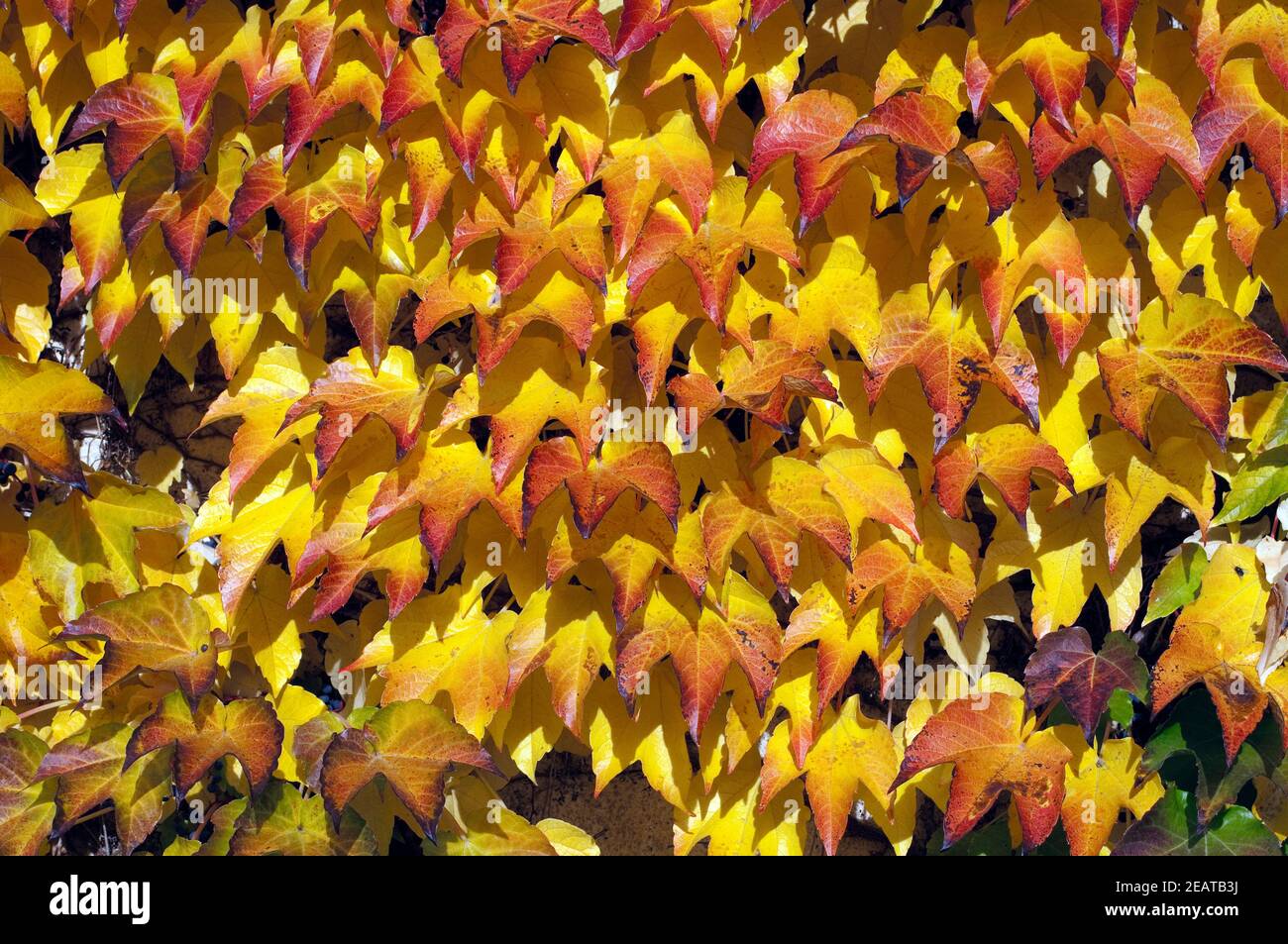 Wilder, Wein  bunter, Parthenocissus Stock Photo