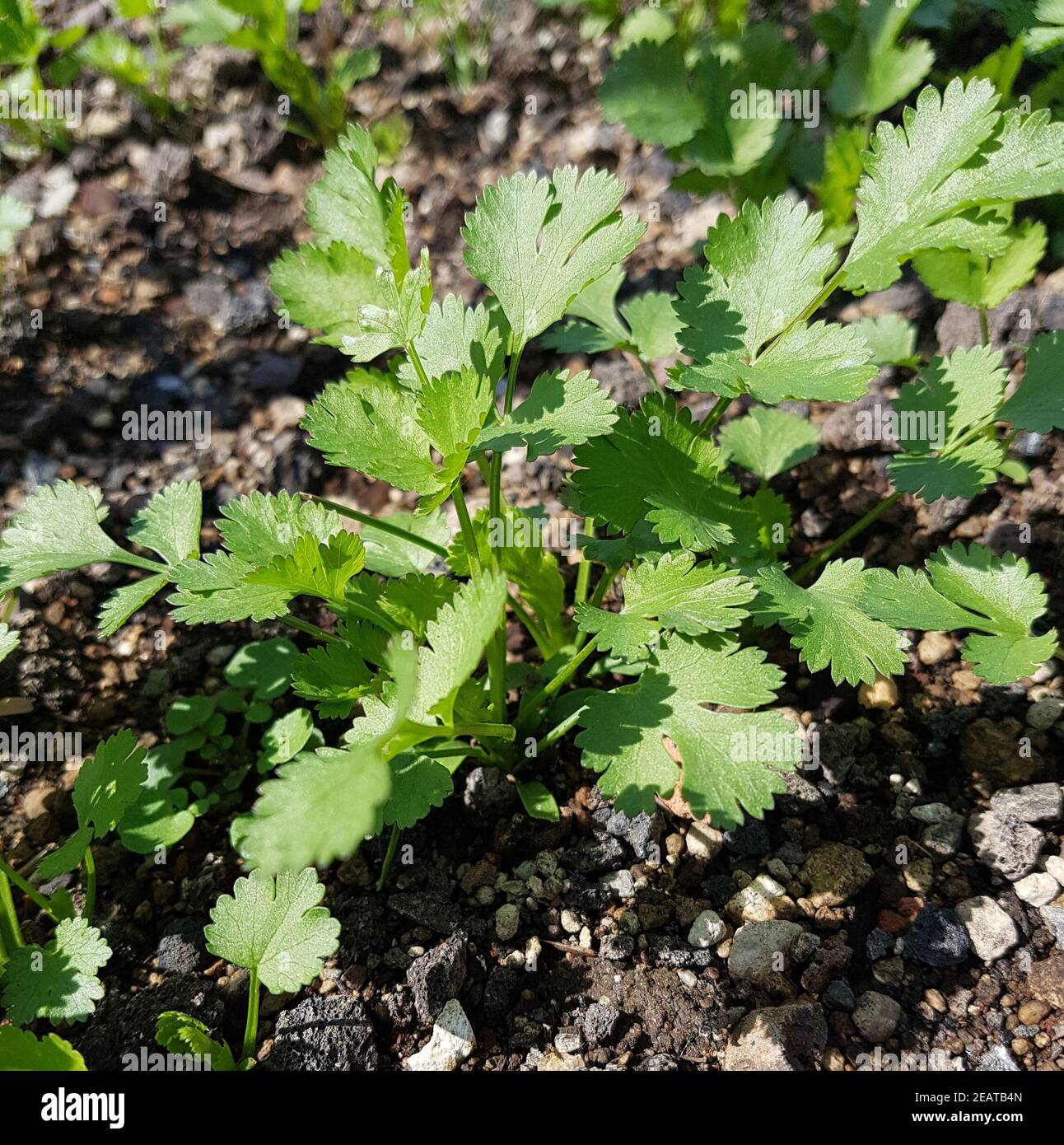 Koriander coriandrum sativum hires stock photography and images Alamy