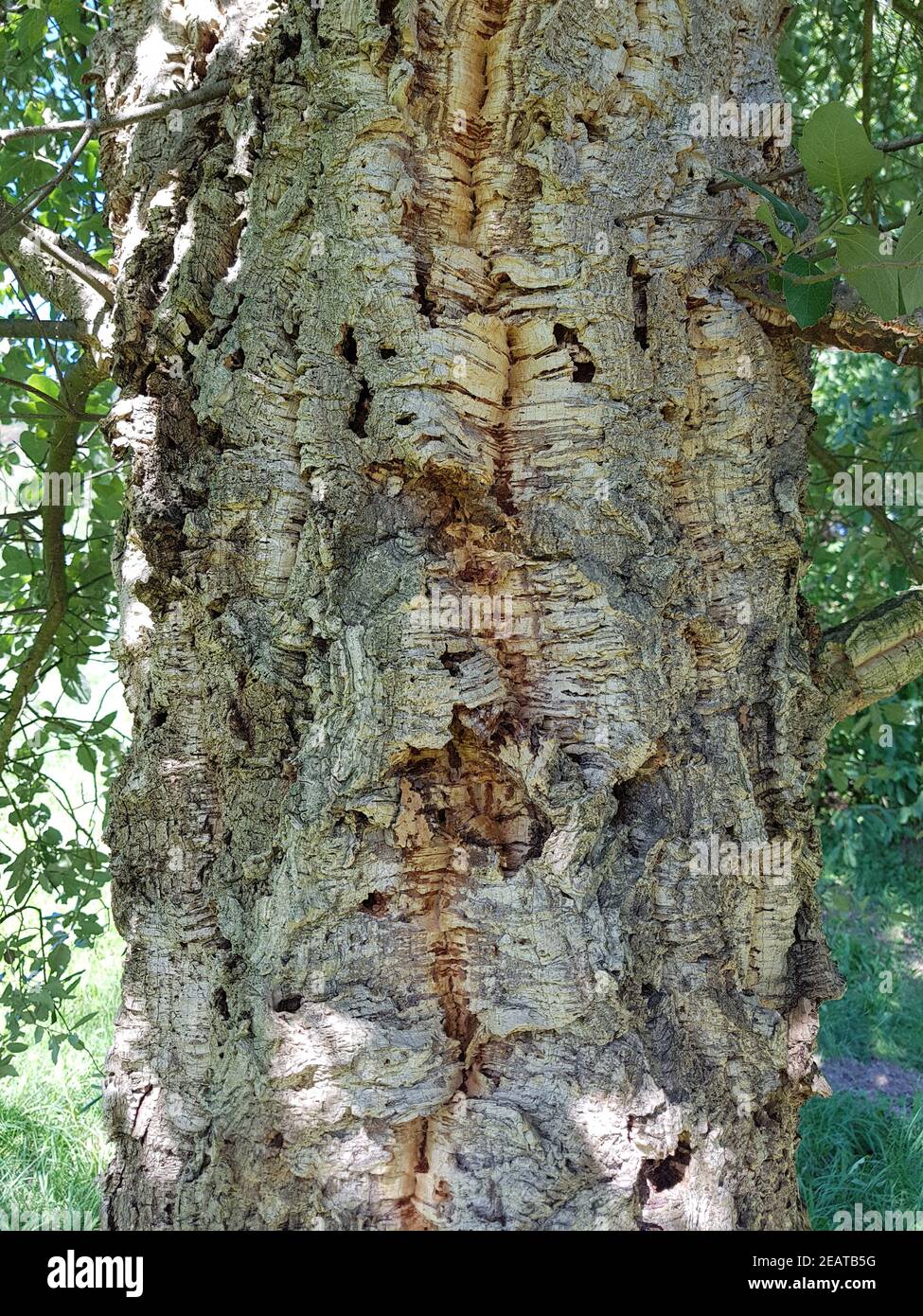 Korkeiche, Quercus suber Stock Photo