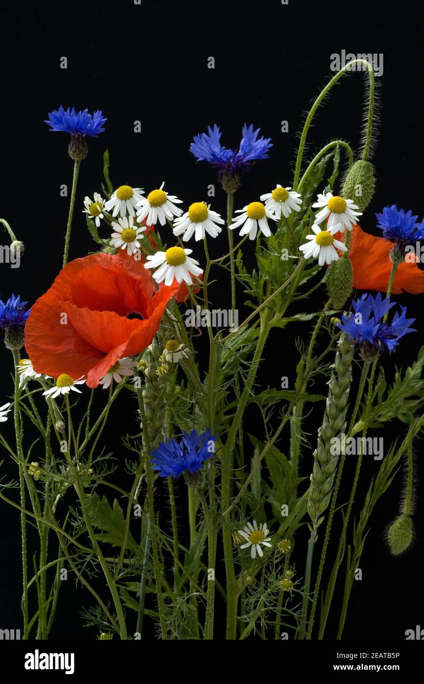 Wildpflanzen, Klatschmohn, Kornblumen, Kamille Stock Photo