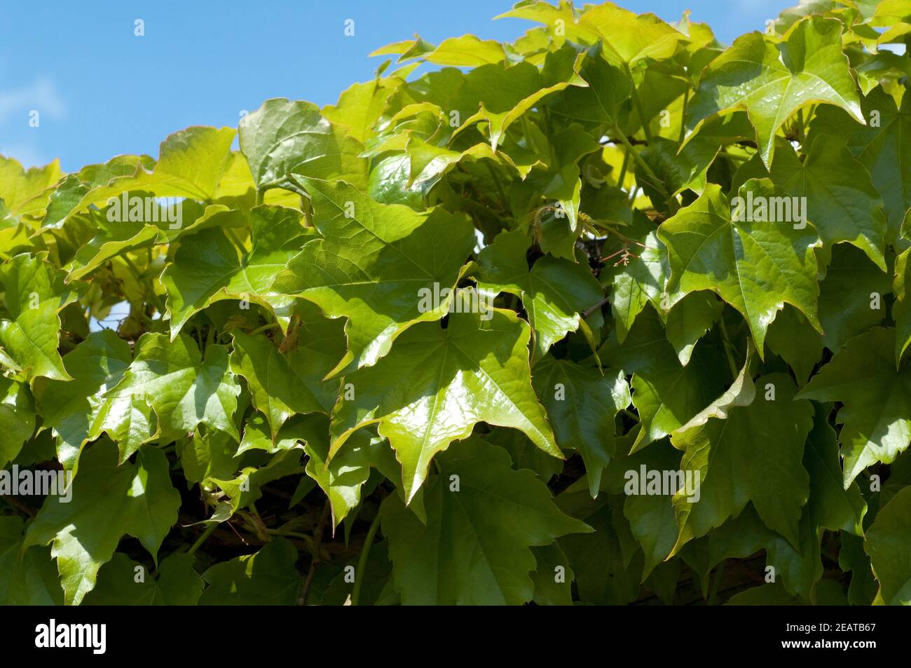 Wilder Wein, Parthenocissus quinquefolia Stock Photo
