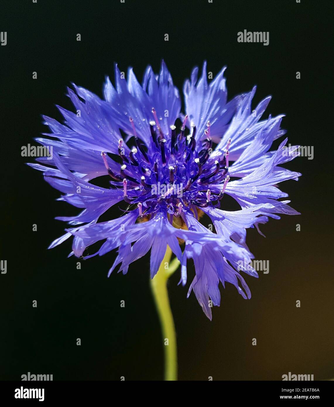 Kornblume  Centaurea  cyanus, Heilpflanze Stock Photo