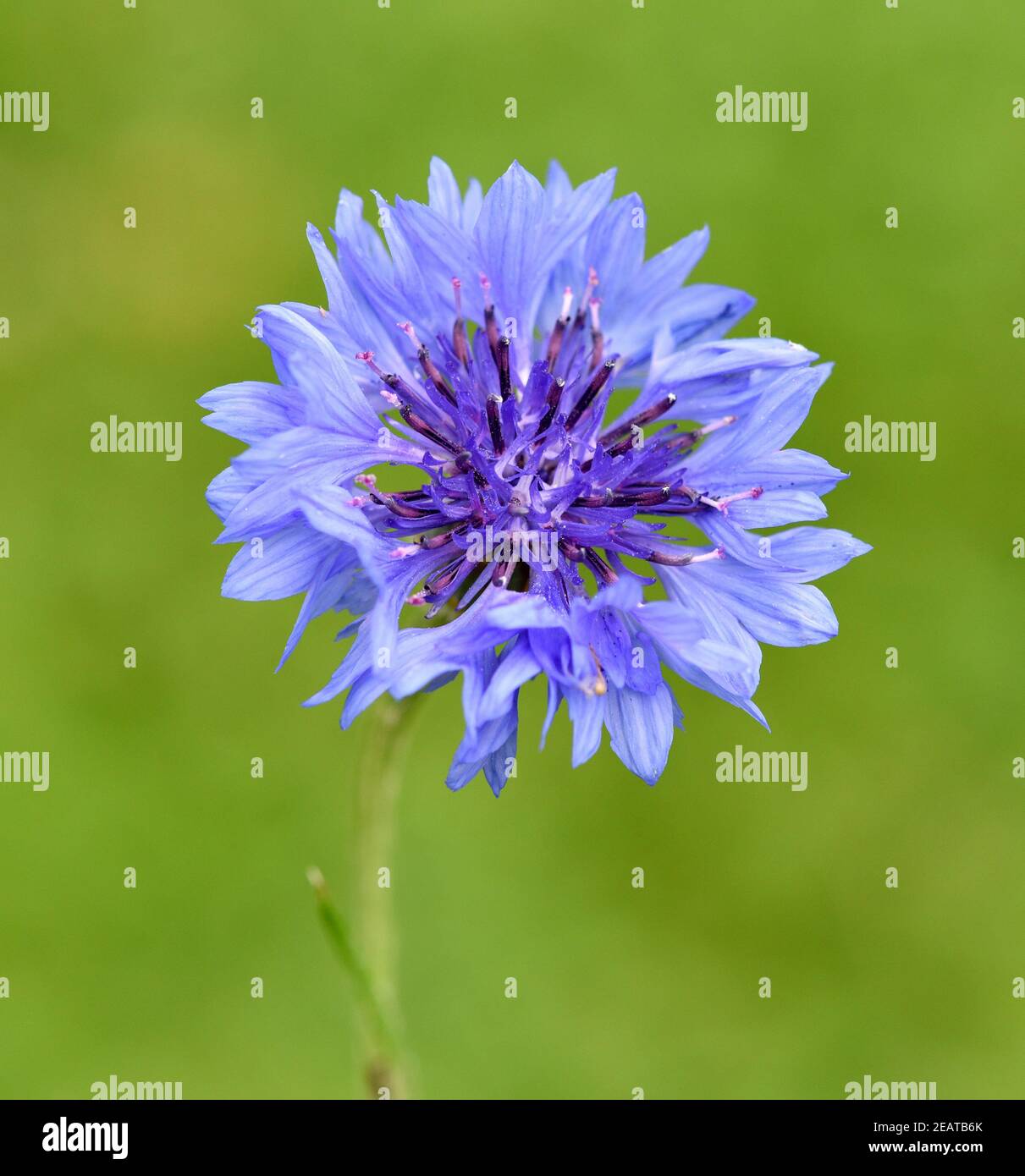 Kornblume, Centaurea, cyanus Stock Photo