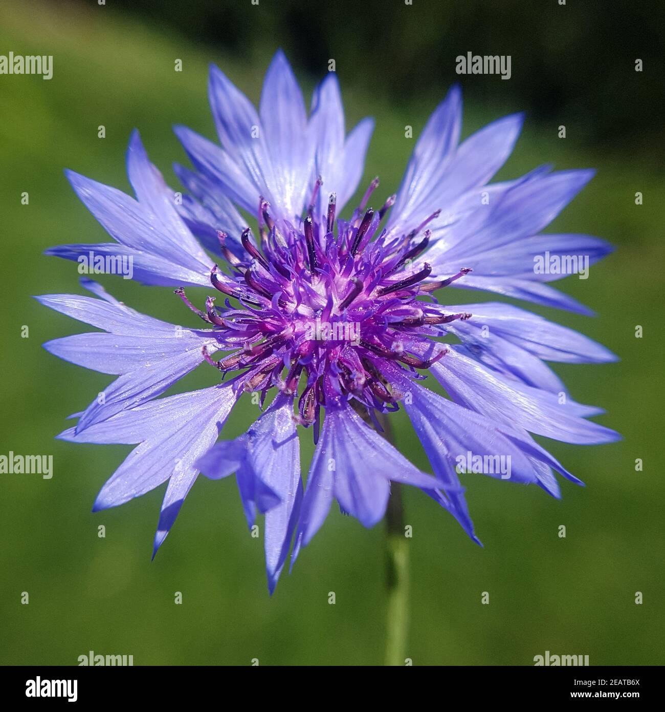 Kornblume  Centaurea  cyanus Stock Photo