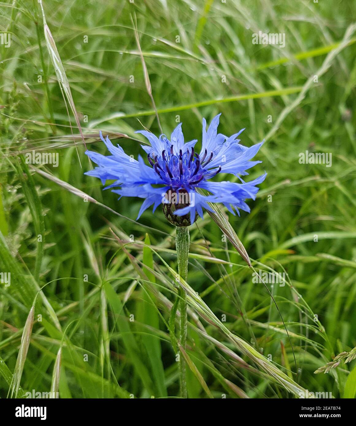 Kornblume  Centaurea  cyanus, Heilpflanze Stock Photo