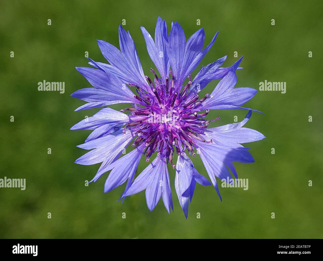 Kornblume  Centaurea  cyanus Stock Photo