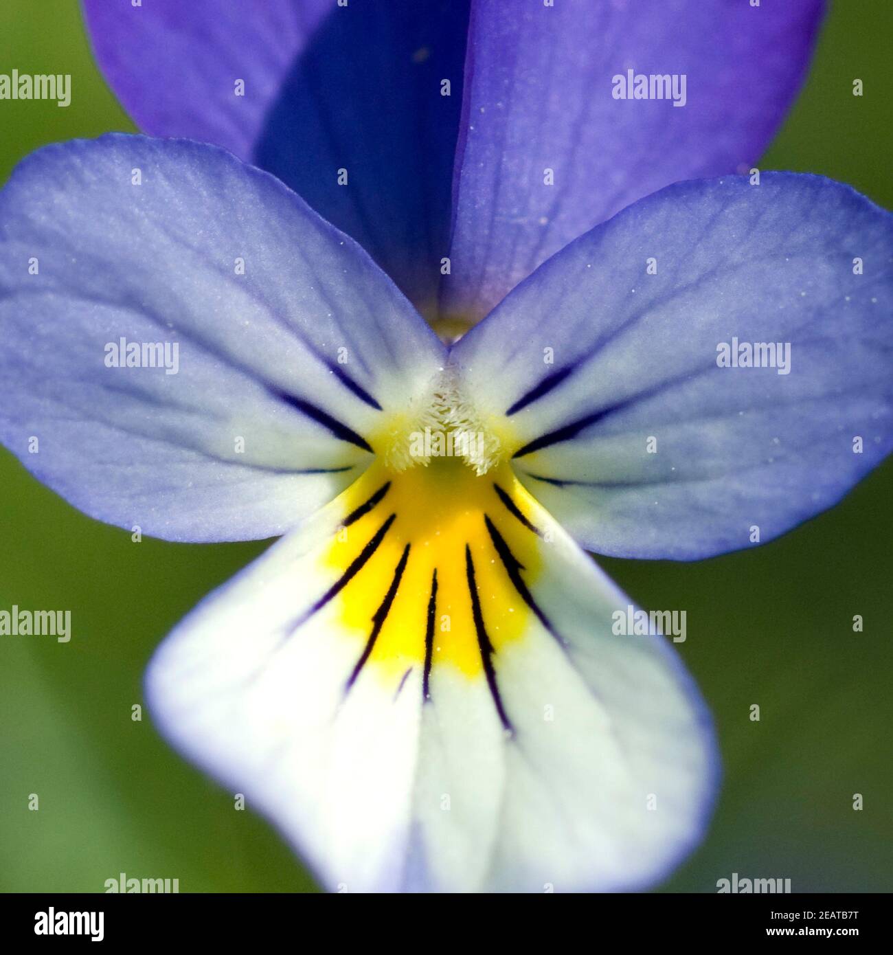 Stiefmuetterchen  Viola tricolor Stock Photo