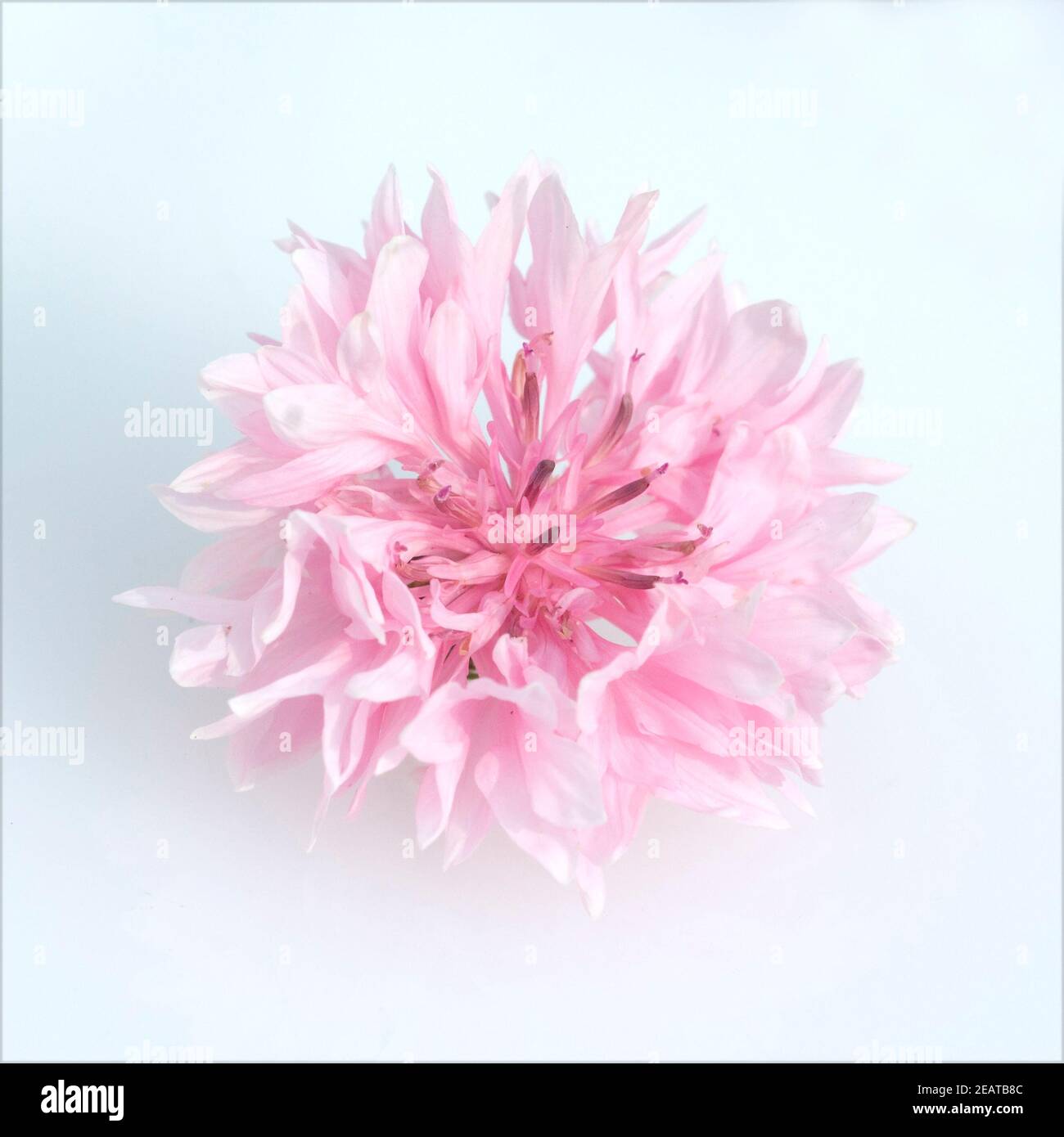 Kornblume  Centaurea  cyanus  Ackerpflanze Stock Photo