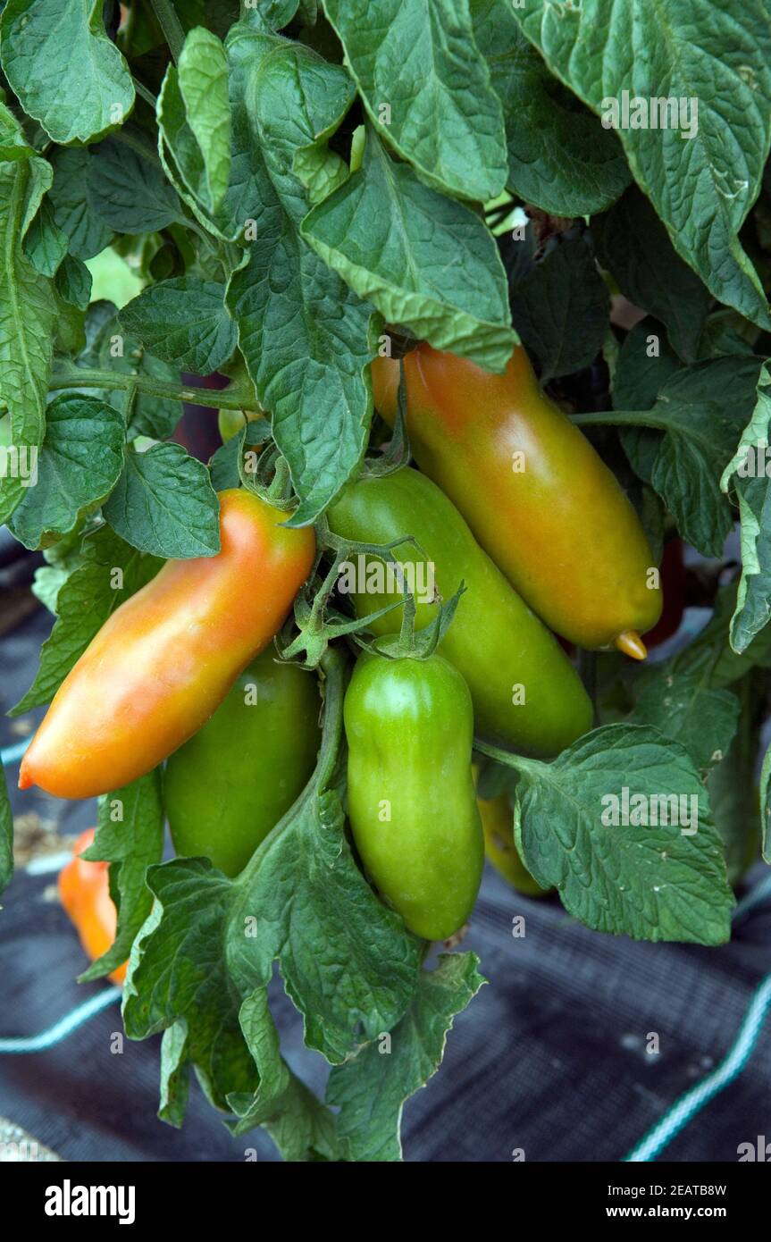 Wildtomate Corianne Stock Photo