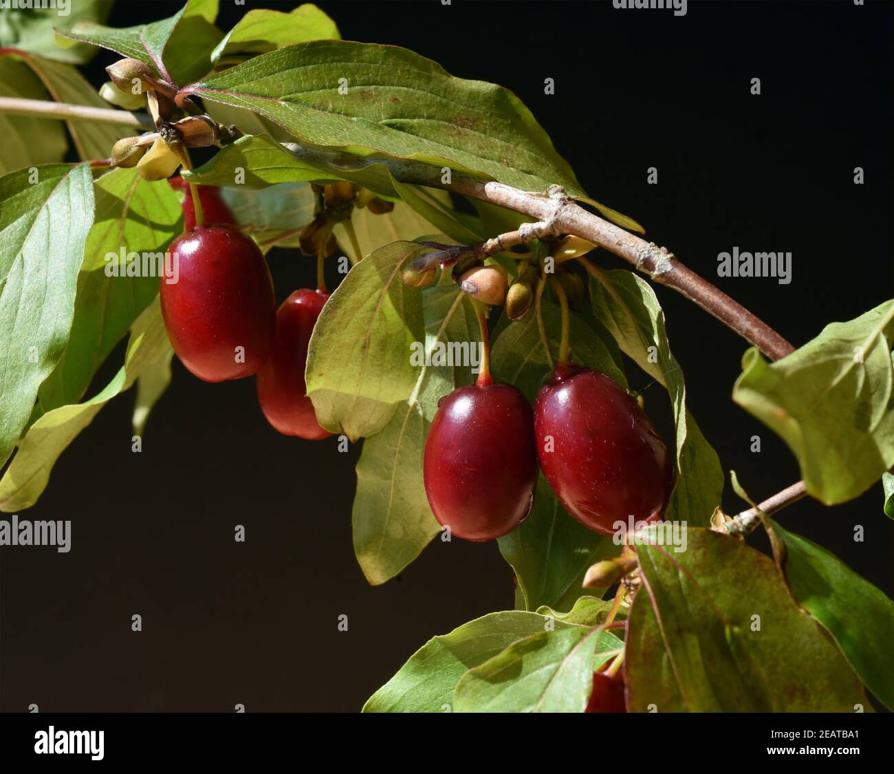 Kornelkirschen, Cornus, mas Stock Photo