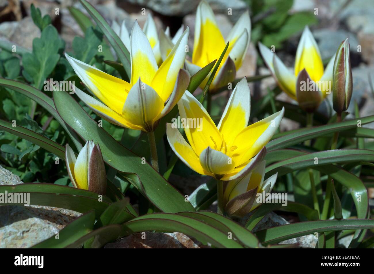 Wildtulpe  Tarda  Botanische, Tulpe  Tulipa Stock Photo