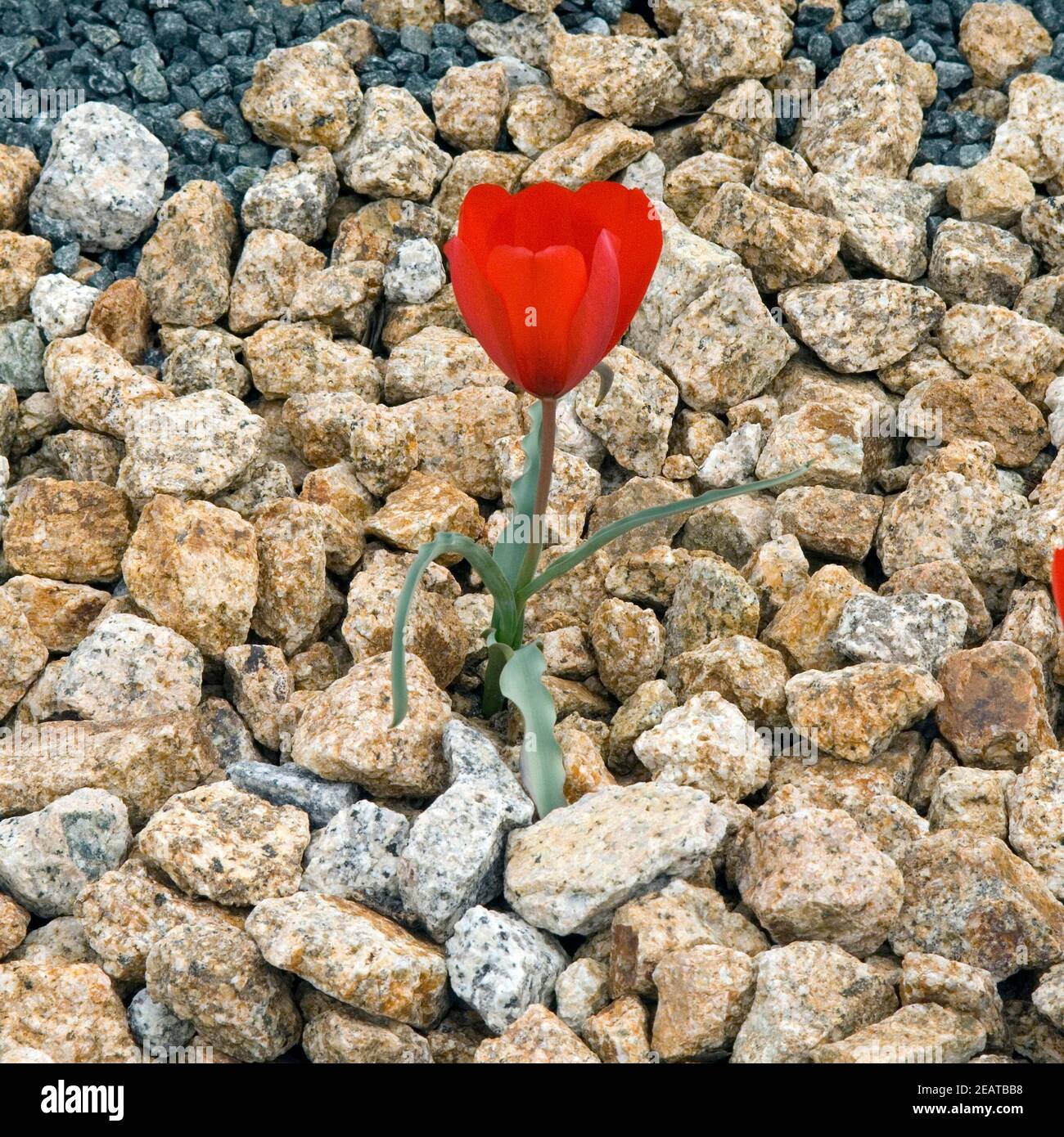 Tulpenbluete, Tulpe, Tulpen, Tulipa Stock Photo