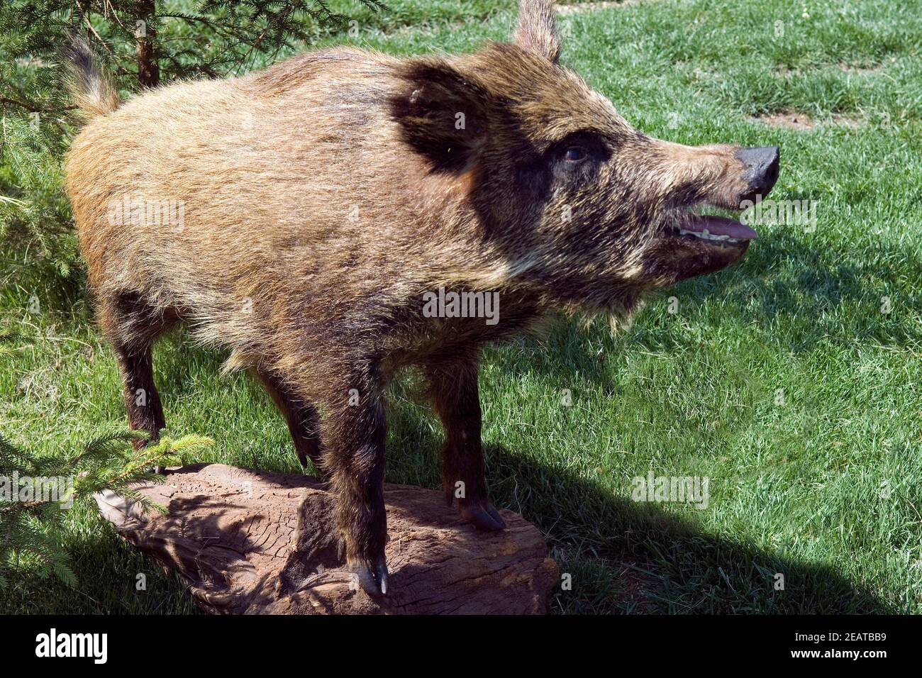 Wildschwein, Bache Stock Photo