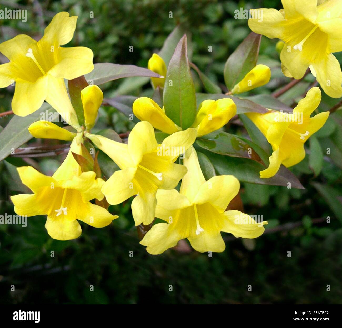 Wilder Jasmin, Gelsemium sempervirens Stock Photo