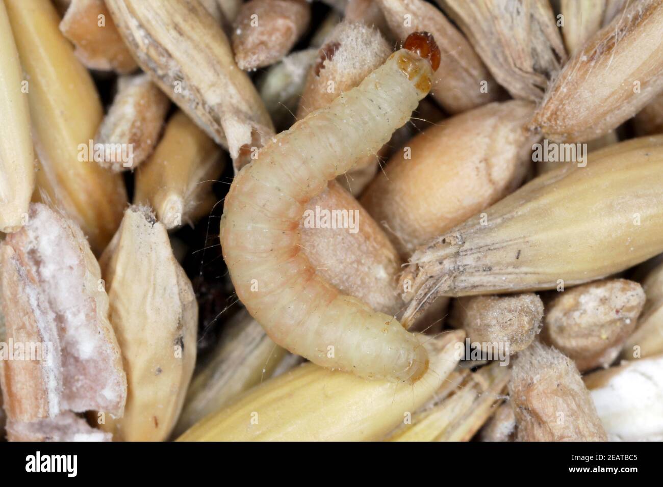 Caterpillar of Indian mealmoth or Indianmeal moth Plodia interpunctella of a pyraloid moth of the family Pyralidae is common pest of stored products Stock Photo