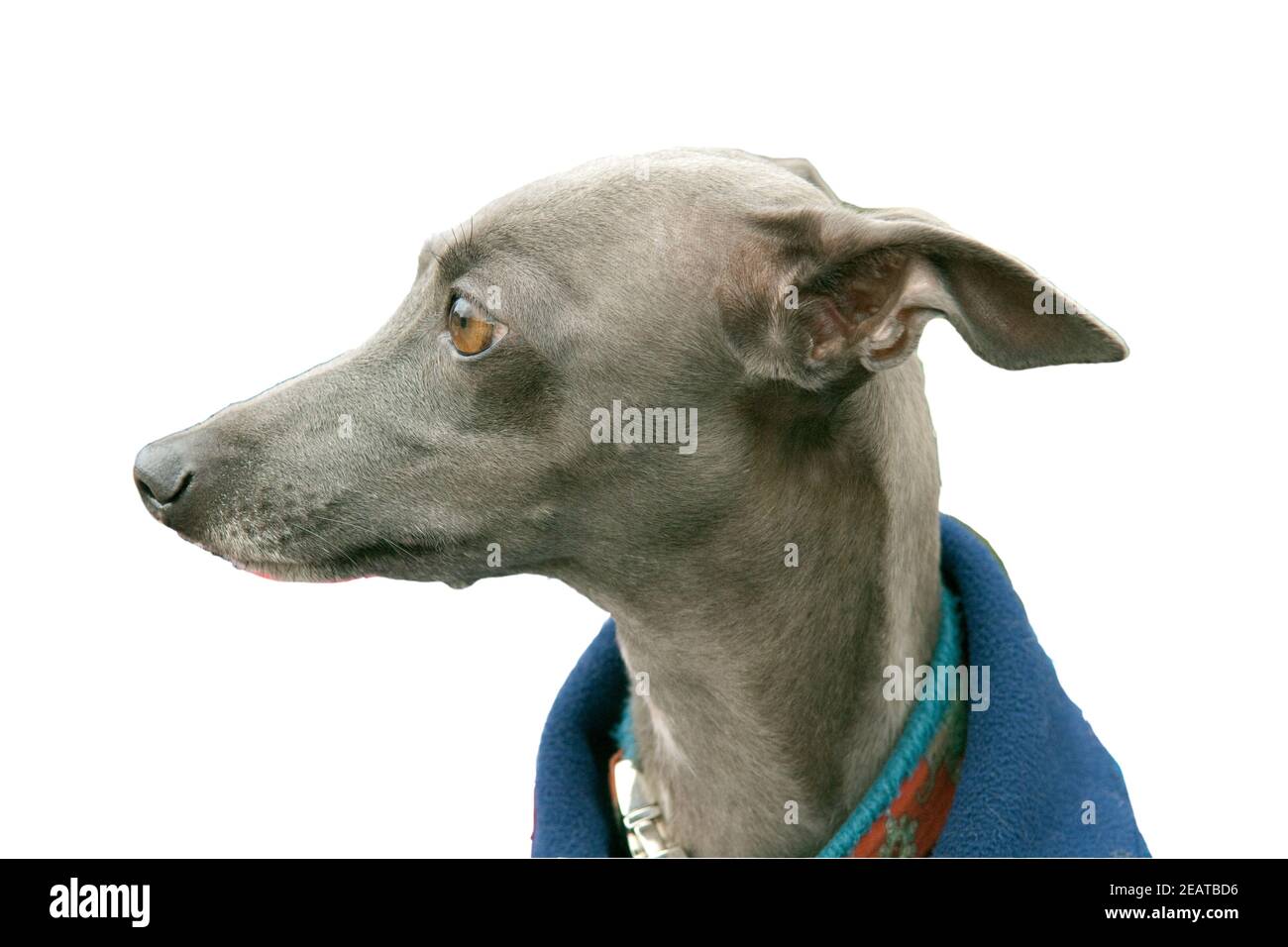 Greyhound, Windhund Stock Photo