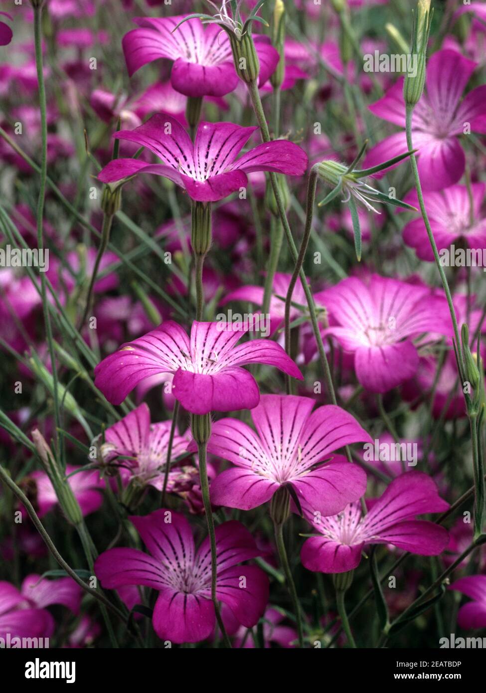 Kornrade  Agrostemma githago Stock Photo