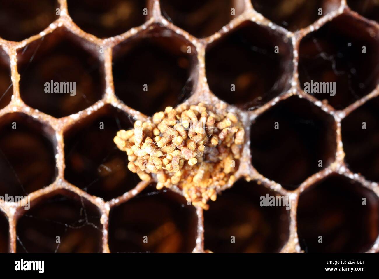 Wax damaged by caterpillars of Indian mealmoth or Indianmeal moth