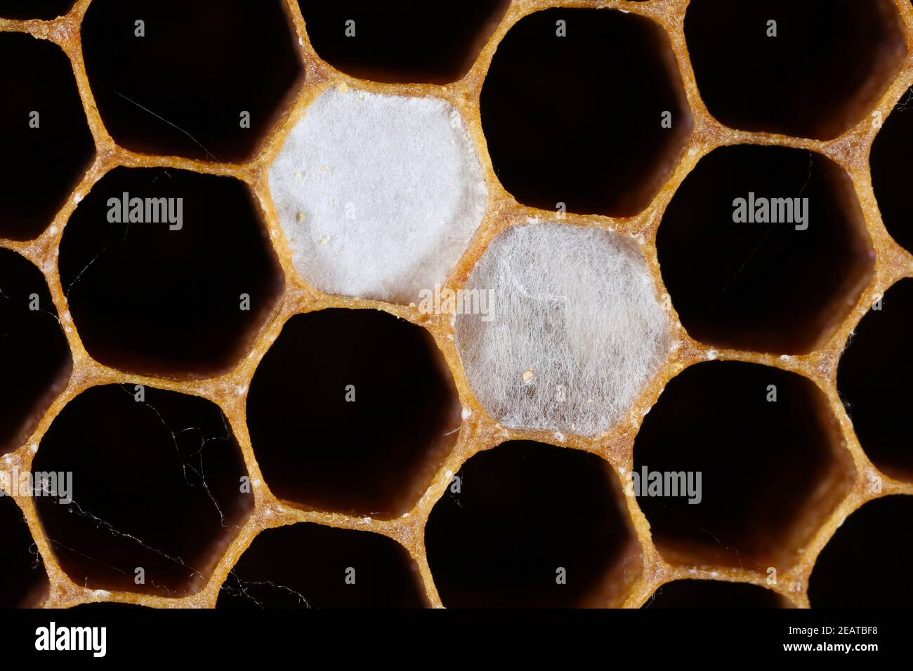 Wax damaged by caterpillars of Indian mealmoth or Indianmeal moth