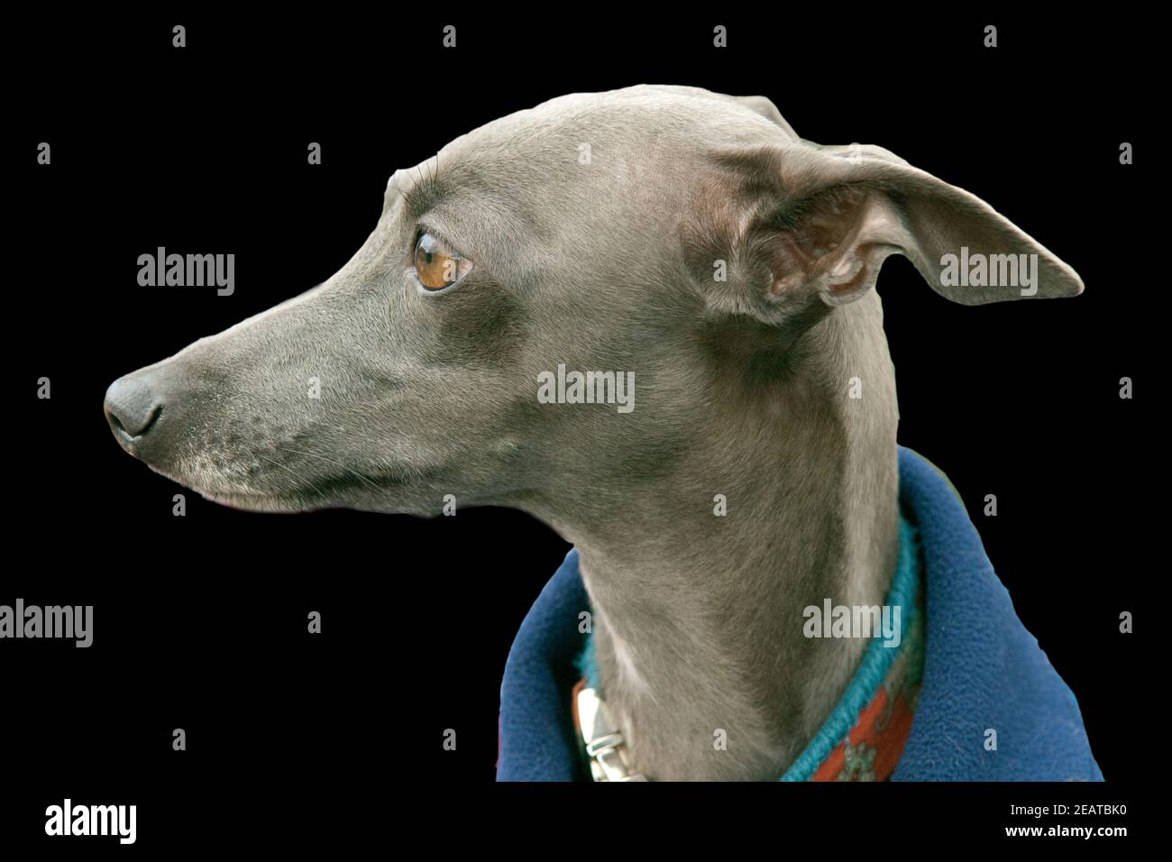 Greyhound, Windhund Stock Photo