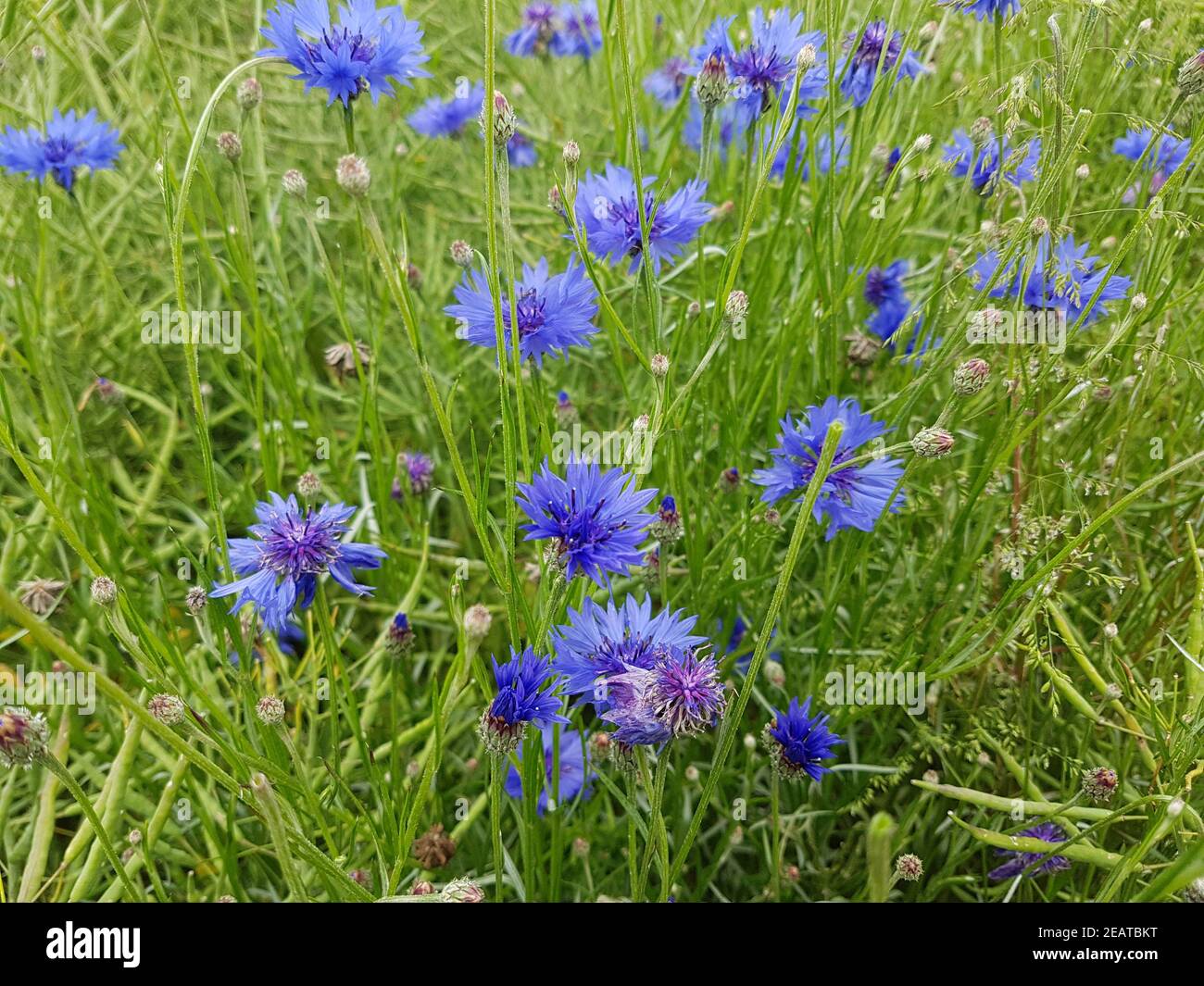Kornblume  Centaurea  cyanus Stock Photo