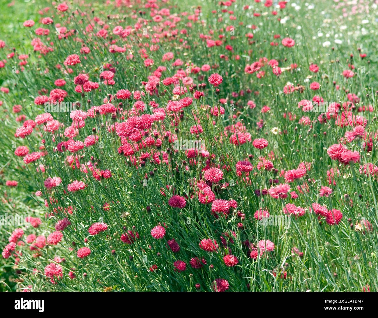 Kornblumen  Centaurea cyanus, rote Stock Photo