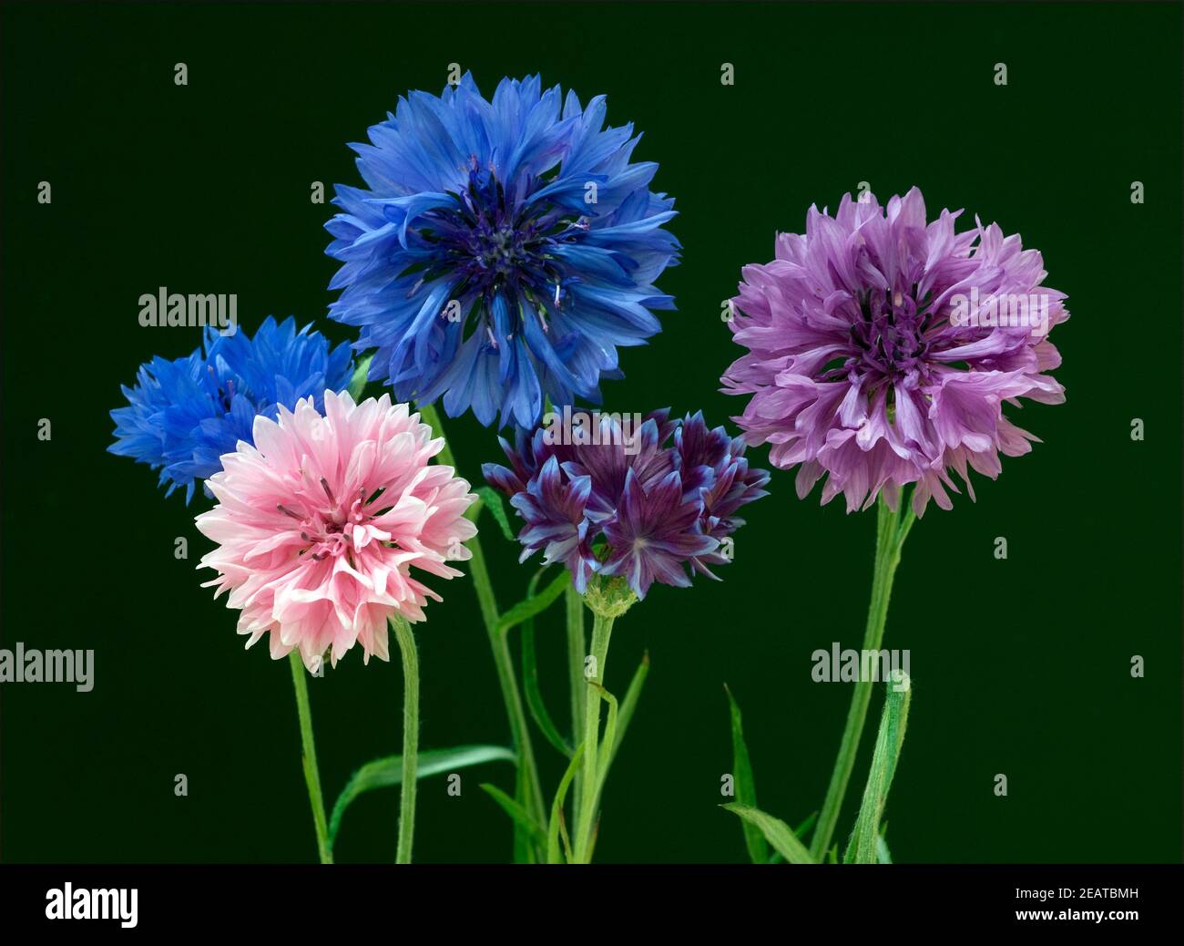 Kornblume  Centaurea  cyanus  Ackerpflanze Stock Photo