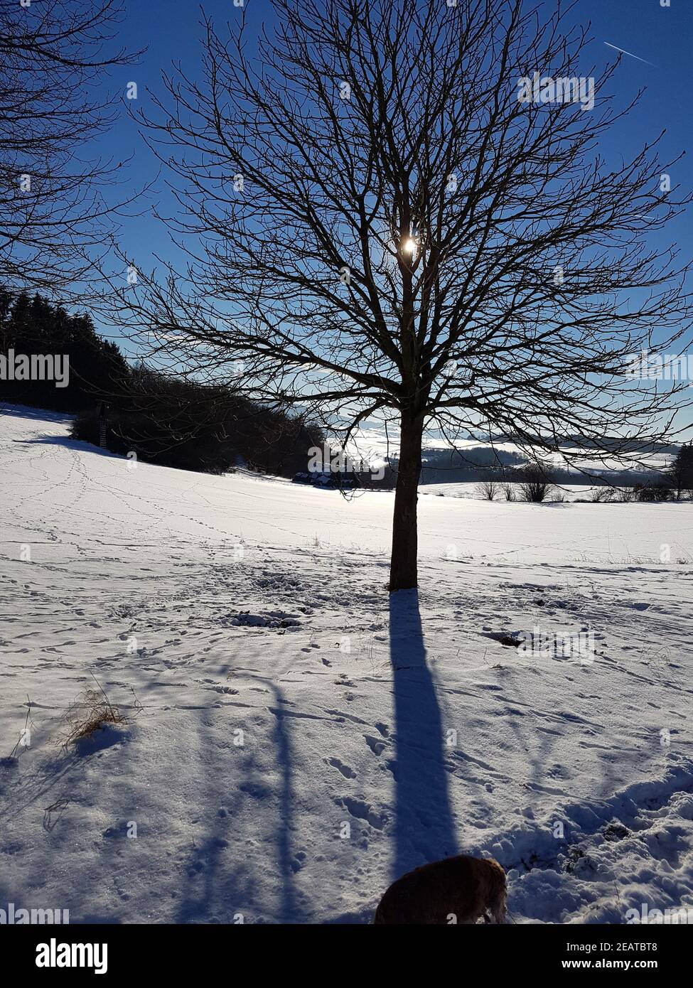 Winterlandschaft, Gegenlicht, Sonne Stock Photo