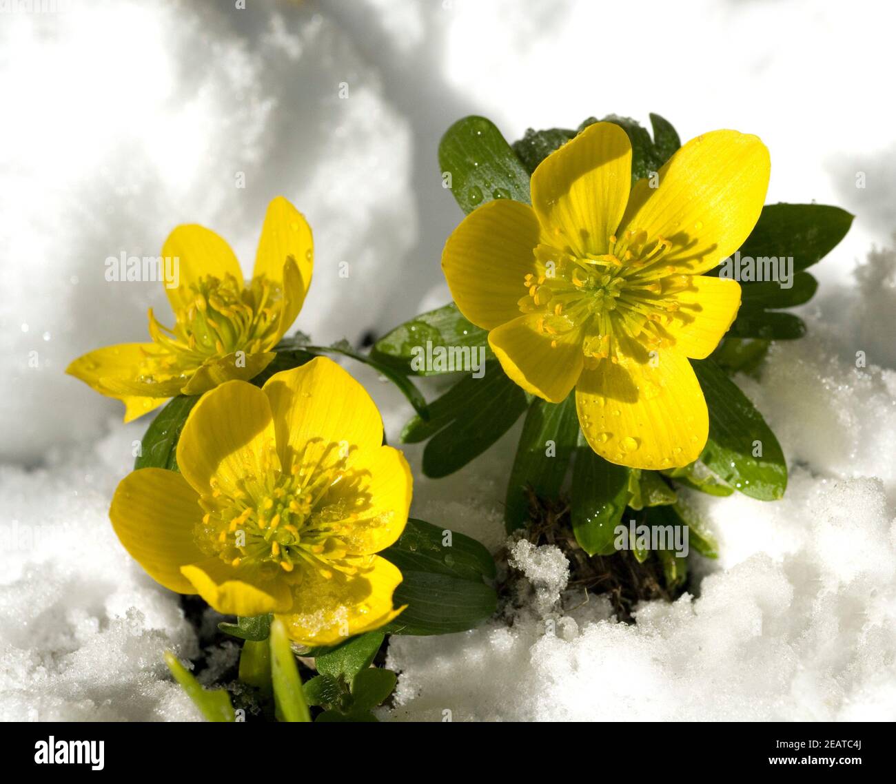 Winterling; Eranthis hyemalis Stock Photo