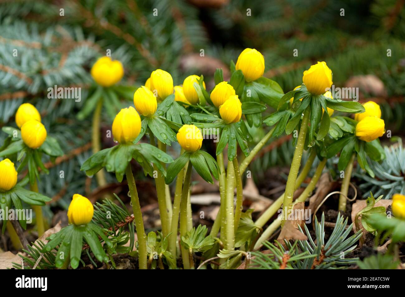 Winterling, Eranthis, hyemalis Stock Photo