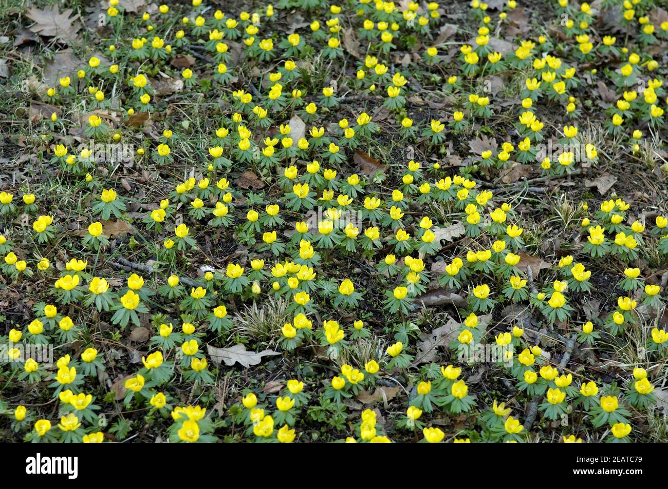 Winterlinge Stock Photo